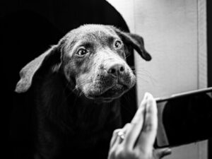 A kutyád testbeszéde – mit üzen valójában?