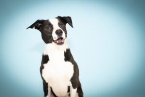 Kutyafotózás – hogyan örökítsd meg a legjobb pillanatokat?