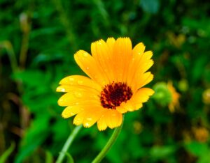 A gyógynövények mindennapi használata